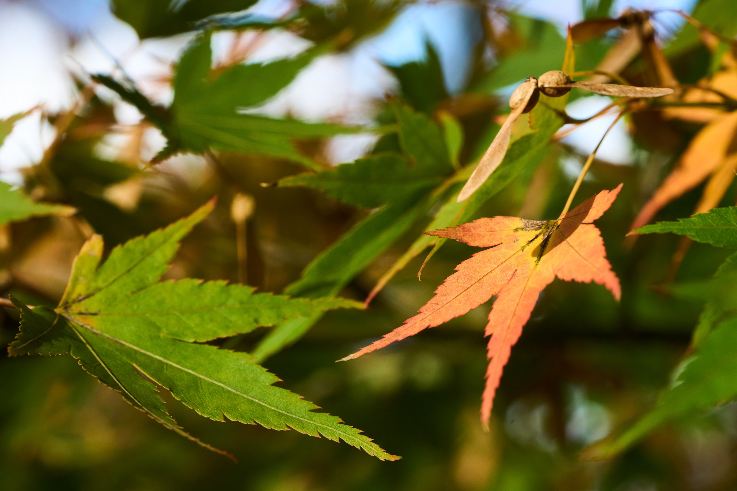 2025 11 02 Gruga 0019